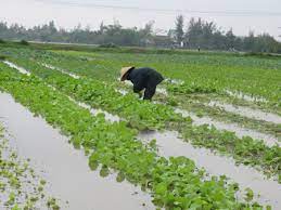 Mưa lớn ảnh hưởng đến sản xuất nông nghiệp ở nhiều địa phương